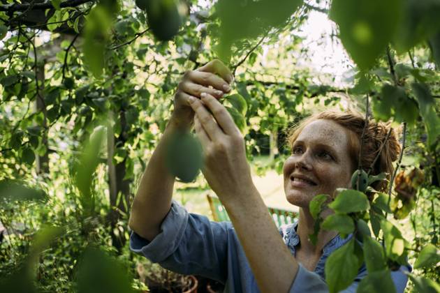 IMAGO Creative, Jahreszeit Sommer, Food, Pflaume Smiling woman picking fruit from tree in back yard model released, Symbolfoto property released, JOSEF26345