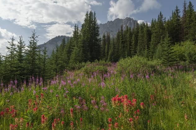 Wildflowers in an alpine meadow, Alpine Paintbrush, Fireweed, Canadian Rockies, Alberta, Canada, North America Copyright: JonxReaves 1241-472