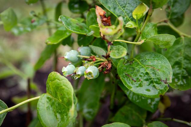 Unripe blueberries on the branch of a bush, splashed with rain drops. Copyright: xEdgarsxSermulisx