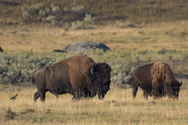 USA, Rocky Mountains, Wyoming, Yellowstone, National Park, UNESCO, World Heritage, Bison stampede in Hayden valley 