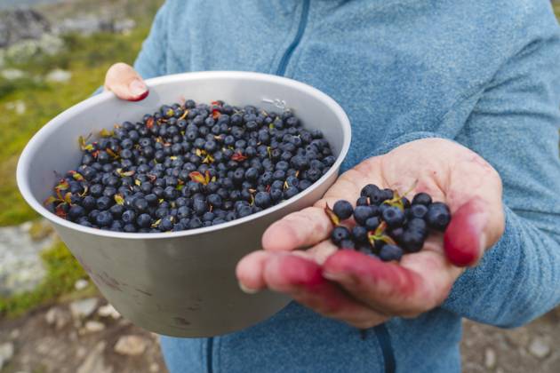 Woman showing bilberries at Kungsleden hiking trail model released, Symbolfoto, IHF02133