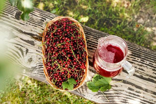  Fresh red currant in basket and red currant beverage on wooden table. Fruits from home garden. Summer refreshments. Soft drink. Red currant compote. Healthy food. Homemade healthy drink. Seasonal fruits, Fresh red currant in basket and red currant beverage on wooden table. Fruits from home garden. Summer refreshments. Soft drink. Red currant compote. Healthy food. Homemade healthy drink. Seasonal fruits, Fresh red currant in basket and red currant beverage on wooden table. Fruits from home garden. Summer refreshments. Soft drink. Red currant compote. Healthy food. Homemade healthy drink. Seasonal fruits, 20.11.2024, Copyright: xprzemekklosx Panthermedia38324211.jpg