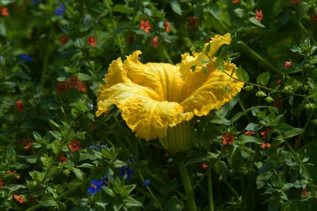 pumpkin blossom, , , 23.11.2024, Copyright: xpanthertubix Panthermedia38338541.jpg 