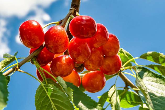 IMAGO Creative, Jahreszeit Sommer, Kirschen Photography on theme beautiful fruit branch cherry tree, Photography on theme beautiful fruit branch cherry tree with natural leaves under clean sky, photo consisting of fruit branch cherry tree outdoors in rural, floral fruit branch cherry tree in garden, Photography on theme beautiful fruit branch cherry tree with natural leaves under clean sky, photo consisting of fruit branch cherry tree outdoors in rural, floral fruit branch cherry tree in garden, 30.10.2024, Copyright: xOlegarxx Panthermedia38210293.jpg