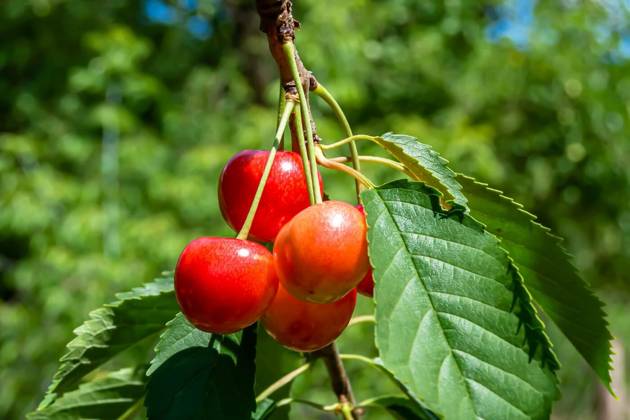 IMAGO Creative, Jahreszeit Sommer, Kirschen Photography on theme beautiful fruit branch cherry tree, Photography on theme beautiful fruit branch cherry tree with natural leaves under clean sky, photo consisting of fruit branch cherry tree outdoors in rural, floral fruit branch cherry tree in garden, Photography on theme beautiful fruit branch cherry tree with natural leaves under clean sky, photo consisting of fruit branch cherry tree outdoors in rural, floral fruit branch cherry tree in garden, 30.10.2024, Copyright: xOlegarxx Panthermedia38210295.jpg