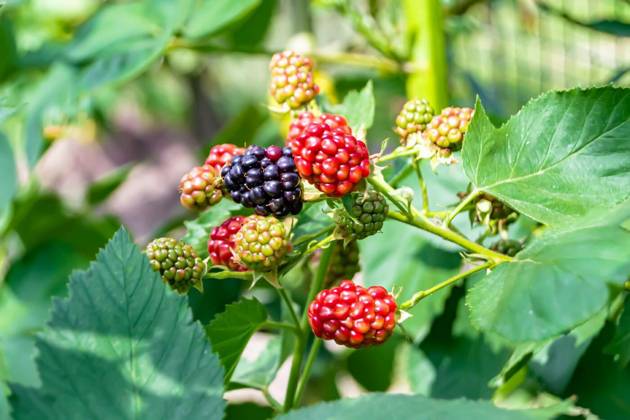  Photography on theme beautiful berry branch blackberry bush, Photography on theme beautiful berry branch blackberry bush with natural leaves under clean sky, photo consisting of berry branch blackberry bush outdoors in rural, floral berry branch blackberry bush, Photography on theme beautiful berry branch blackberry bush with natural leaves under clean sky, photo consisting of berry branch blackberry bush outdoors in rural, floral berry branch blackberry bush, 31.10.2024, Copyright: xOlegarxx Panthermedia38213516.jpg