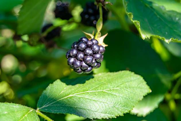  Photography on theme beautiful berry branch blackberry bush, Photography on theme beautiful berry branch blackberry bush with natural leaves under clean sky, photo consisting of berry branch blackberry bush outdoors in rural, floral berry branch blackberry bush, Photography on theme beautiful berry branch blackberry bush with natural leaves under clean sky, photo consisting of berry branch blackberry bush outdoors in rural, floral berry branch blackberry bush, 31.10.2024, Copyright: xOlegarxx Panthermedia38213575.jpg