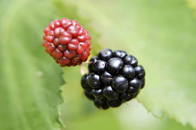  Photography from whole ripe berry black, red blackberry in natur, Photography from whole ripe berry black, red blackberry in nature closeup. Blackberry photo consisting of green leaf, tasty sweet black berry. Eat fresh natural black berry blackberry for good health., Photography from whole ripe berry black, red blackberry in nature closeup. Blackberry photo consisting of green leaf, tasty sweet black berry. Eat fresh natural black berry blackberry for good health., 31.10.2024, Copyright: xOlegarxx Panthermedia38213744.jpg