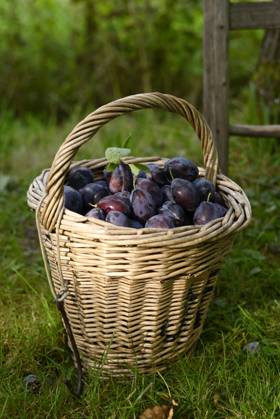 IMAGO Creative, Jahreszeit Sommer, Food, Pflaume Basket of ripe plums in a garden during autumn harvest, Hamburg Hamburg Deutschland Altes Land GISF01136