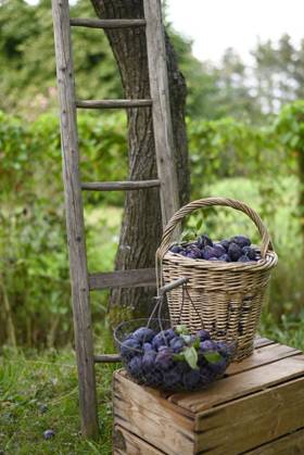 IMAGO Creative, Jahreszeit Sommer, Food, Pflaume Harvested plums in basket and net bag placed outdoors with a ladder and wooden box in a garden, Hamburg Hamburg Deutschland Altes Land GISF01137