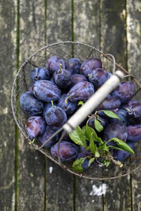 IMAGO Creative, Jahreszeit Sommer, Food, Pflaume Basket of freshly harvested plums from a garden, Hamburg Hamburg Deutschland Altes Land GISF01138