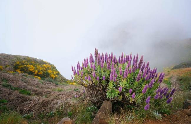  View near Pico do Arieiro, Portugal in clouds, View near Pico do Arieiro of mountains in clouds with Pride of Madeira flowers and blooming Cytisus shrubs. Madeira island, Portugal, View near Pico do Arieiro of mountains in clouds with Pride of Madeira flowers and blooming Cytisus shrubs. Madeira island, Portugal, 08.12.2024, Copyright: xf9photosx Panthermedia38410781.jpg