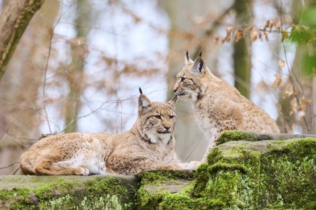 Luchs (Lynx lynx), Mutter mit ihrem Jungen auf einem Felsen liegend, Bayern, Deutschland, Europa Eurasian lynx (Lynx lynx) mother with her youngster lying on a rock, Bavaria, Germany, Europe Copyright: imageBROKER Davidx&xMichaxSheldo ibxshe11949540.jpg