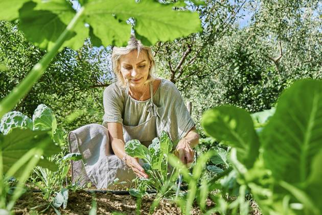 Smiling mature farmer taking care of spinach at farm on sunny day model released, Symbolfoto, CATF00471