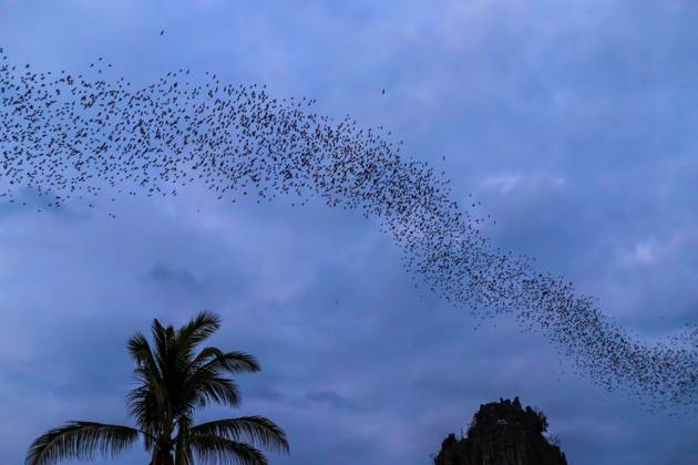 A bat herd is flying for food with twilight sky at evening background. , 37241724.jpg, sky, nature, flock, black, animal, wildlife, herd, swarm, evening, nocturnal, group, mammal, fly, flight, background, lot, bat, pattern, natural, silhouette, wild, twilight, theme, insectivore, cave, park, sunset, national, many, asia, view, beautiful, multitude, horrible, abstract, tropical, golden, wing, sunny, cloud, asian, outdoors, colony, sun, night, sunlight, thailand, landscape, summer, blue RECORD DATE NOT STATED