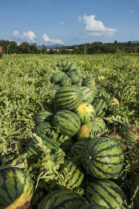 Melonen, Ernte, Wassermelone, bei Bad Krozingen, Markgräflerland, Breisgau, Schwarzwald, Deutschland, Europa Melons, harvest, watermelon, near Bad Krozingen, Markgräflerland, Breisgau, Black Forest, Germany, Europe Copyright: imageBROKER DanielxSchoenen ibldjs12144590.jpg
