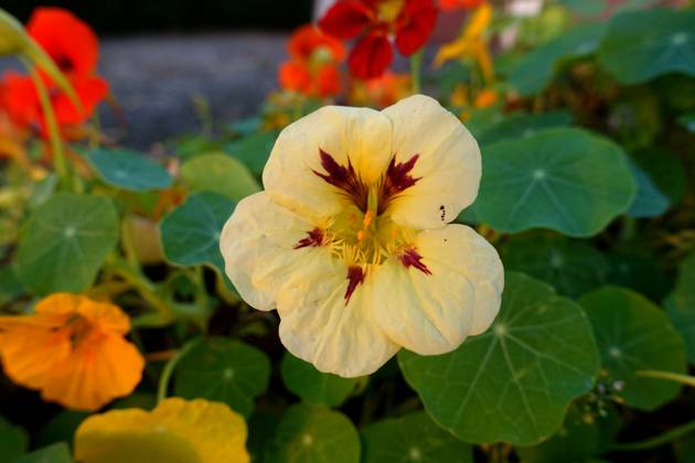 Great Nasturtium, Great Capuchin Cress, Nasturtium, Capuchin Kresse Tropaeolum majus , blueing, Germany, NRW Indian cress, Common nasturtium, Garden nasturtium Tropaeolum majus , blooming, Germany, North Rhine Westphalia BLWS721193 Copyright: xblickwinkel D.xMaehrmannx