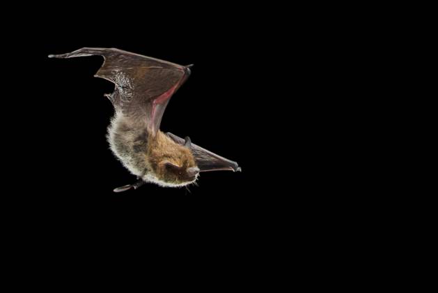 Alpine bat, Alps Bat Hypsugo savii, Pipistrellus savii , at night at Flight at the Hunting, France savi S Pipistrelle Hypsugo savii, Pipistrellus savii , in Flight AT Night while hunting, France BLWS721883 Copyright: xblickwinkel AGAMI T.xDoumax