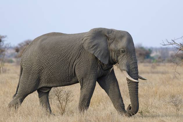 Afrikanischer Buschelefant (Loxodonta africana), erwachsenes Männchen bei der Futtersuche im trockenen Gras, Savanne, Krüger Nationalpark, Südafrika African bush elephant (Loxodonta africana), adult male feeding on dry grass while walking, foraging, savanna, Kruger National Park, South Africa, Africa Copyright: imageBROKER Jean-FrançoisxDucass ibljed12273008
