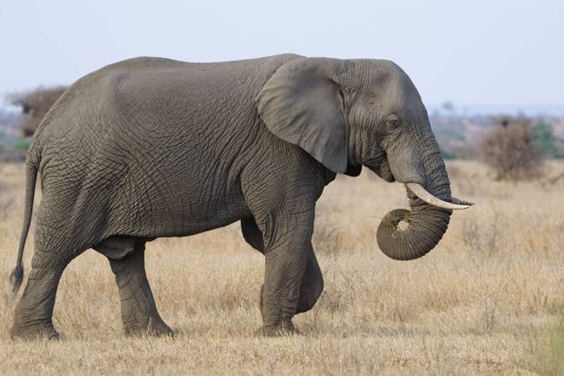 Afrikanischer Buschelefant (Loxodonta africana), erwachsenes Männchen bei der Futtersuche im trockenen Gras, Savanne, Krüger Nationalpark, Südafrika African bush elephant (Loxodonta africana), adult male feeding on dry grass while walking, foraging, savanna, Kruger National Park, South Africa, Africa Copyright: imageBROKER Jean-FrançoisxDucass ibljed12273009
