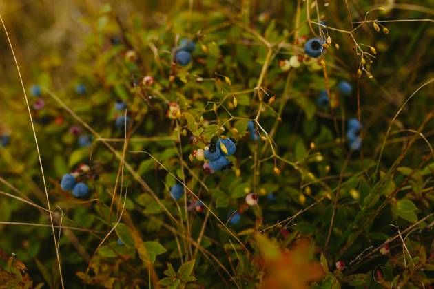 A vibrant and detailed close-up of ripe blueberries nestled among lush greenery in Sherwink, Trinity. Model Released CamilleGirard_ID26165_755053_136 Copyright: xCamillexGirardx