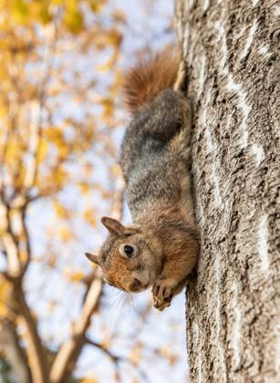 Portrait of fox squirrel (Sciurus niger) sitting on branch isolated on green. Holds foreleg with nut on chest. Urban wildlife. , 50857656.jpg, squirrel, tree, fox, wildlife, hazelnut, animal, nut, beautiful, isolated, america, autumn, forest, colorado, niger, branch, curious, look, foreleg, sciurus, grass, funny, park, green, nature, white, orange, cute, red, environment, eyes, natural, pet, urban, mammal, fur, rodent, mouth, legs, chest, denver, furry, usa, amazing, sciurus niger, brown, north america, vulgaris, fox squirrel, fluffy, wild RECORD DATE NOT STATED