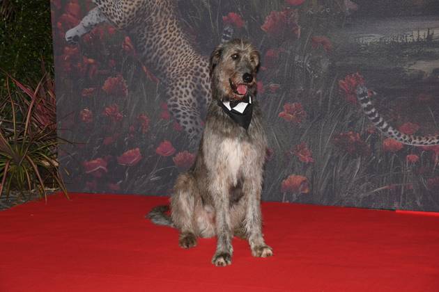 Rome, Teatro Dell Opera Premiere of the Netflix series The Leopard , In the photo: The Dog Bosco  Copyright: xVincenzoxLandix xipa-agency.netx xVincenzoxLandix IPA_Agency_IPA54882705