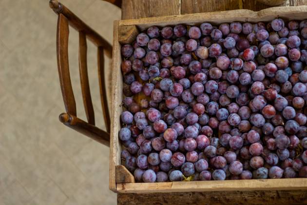 IMAGO Creative, Jahreszeit Sommer, Food, Pflaume Plum harvest on a wooden table in the kitchen during the summer Bourges, Centre-Val de Loire, France R_WCUQ250401-1694713-01