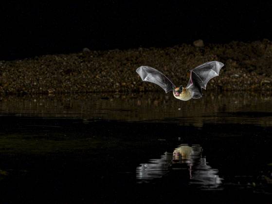 Myotis bat coming to water to drink in desert, Arizona  Copyright: xRobxSheppardx x US03 RSP0032