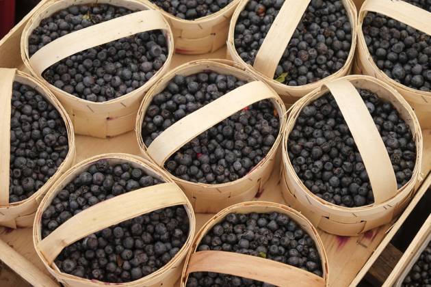 Munich, Germany. Farmers market. Wild blueberries  Copyright: xJulienxMcRobertsx x EU10 JMR0044
