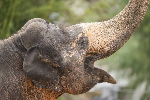 Afrikanischer Buschelefant (Loxodonta africana), Porträt, captive, Verbreitung Afrika African bush elephant (Loxodonta africana), portrait, captive, distribution Africa Copyright: imageBROKER Davidx&xMichaxSheldo ibxshe13157972