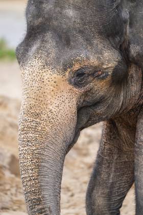 Afrikanischer Buschelefant (Loxodonta africana), Porträt, captive, Verbreitung Afrika African bush elephant (Loxodonta africana), portrait, captive, distribution Africa Copyright: imageBROKER Davidx&xMichaxSheldo ibxshe13157991
