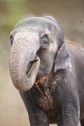 Afrikanischer Buschelefant (Loxodonta africana), Porträt, captive, Verbreitung Afrika African bush elephant (Loxodonta africana), portrait, captive, distribution Africa Copyright: imageBROKER Davidx&xMichaxSheldo ibxshe13158005