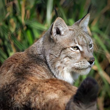 Moves to return lynx to British countryside brought forward with creation of new semi wild habitat Story from Jam Press (Lynx Return) Pictured: Lynx spotted in the British countryside. Moves to return lynx to British countryside brought forward with creation of new semi wild habitat Moves to return lynx to the British countryside have been brought forward with the creation of a new rewilding habitat. Wildwood Trust - a British conservation charity known for releasing bison into the wild in the UK - is creating an area for the big cats to live and possibly breed. They hope the new space will help shift public perception and build momentum for lynx to return to the wild. Work has begun on the new enclosure. It will support future breed  Copyright: xJamxPress WildwoodxTrust