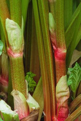 Rhabarberstängel and Outgrowth from Vegetables Close-up Rhubarb 1077406018