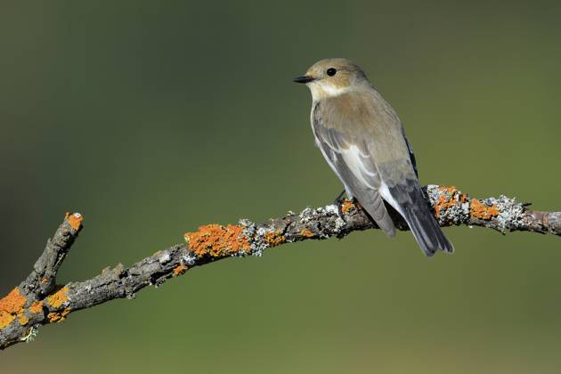 Trauerschnäpper (Ficedula hypoleuca) Weibchen, Andalusien, Spanien, Europa European Pied Flycatcher (Ficedula hypoleuca) female, Andalusia, Spain, Europe Copyright: imageBROKER AndresxMiguelxDoming iblcrr13462844.jpg