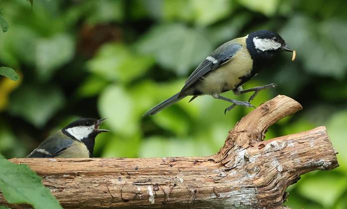 21 05 2025, Wildlife in the Munich garden, in the picture great tits feeding