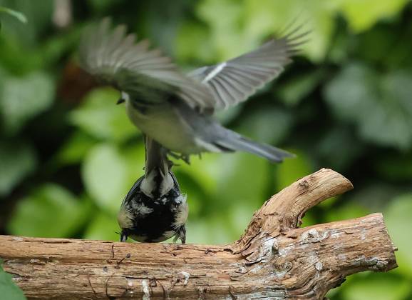 21 05 2025, wildlife in the garden Munich, in the picture great tits fighting