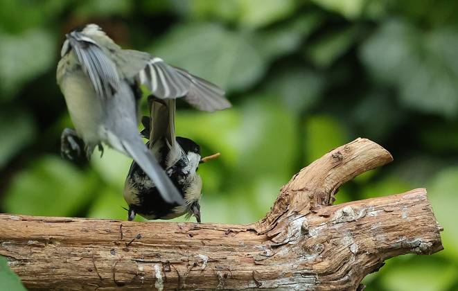 21 05 2025, wildlife in the garden Munich, in the picture great tits fighting