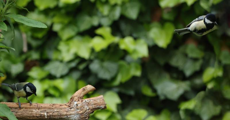 21 05 2025, Wildlife in the garden Munich, in the picture great tits