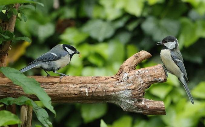 21 05 2025, wildlife in the garden Munich, in the picture great tits before the fight