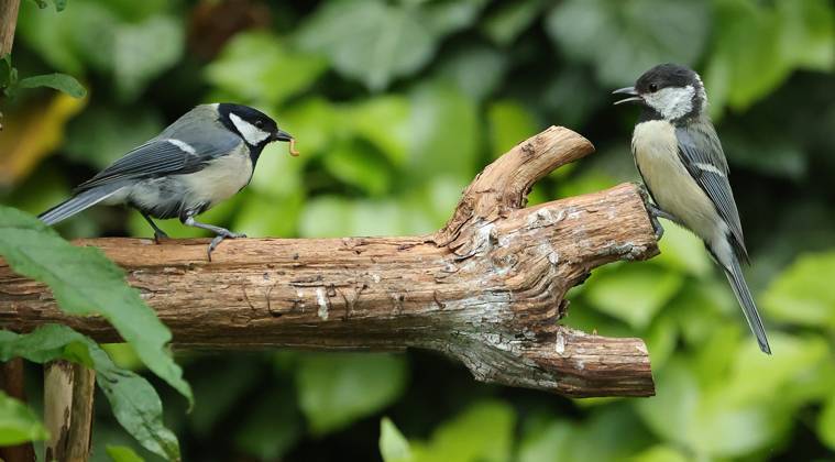 21 05 2025, wildlife in the garden Munich, in the picture great tits before the fight