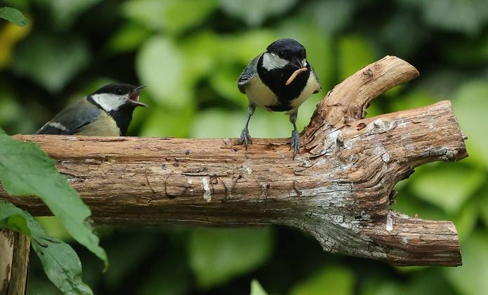 21 05 2025, Wildlife in the Munich garden, in the picture great tits before feeding