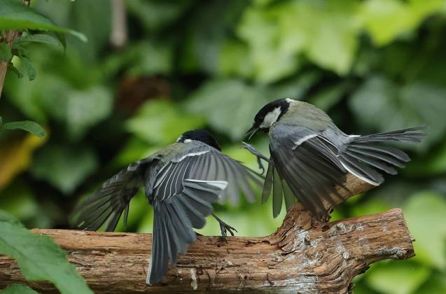 21 05 2025, wildlife in the garden Munich, in the picture great tits fighting