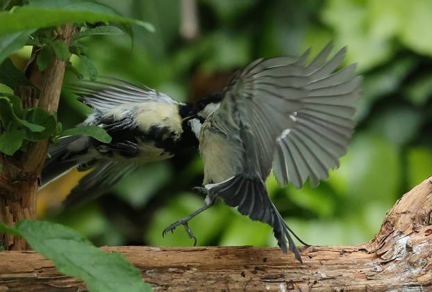 21 05 2025, wildlife in the garden Munich, in the picture great tits fighting