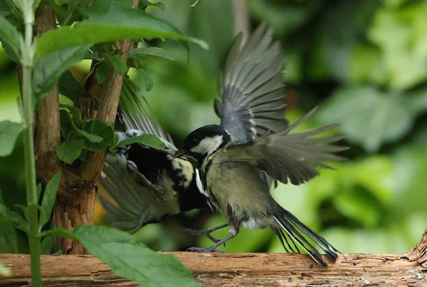 21 05 2025, wildlife in the garden Munich, in the picture great tits fighting