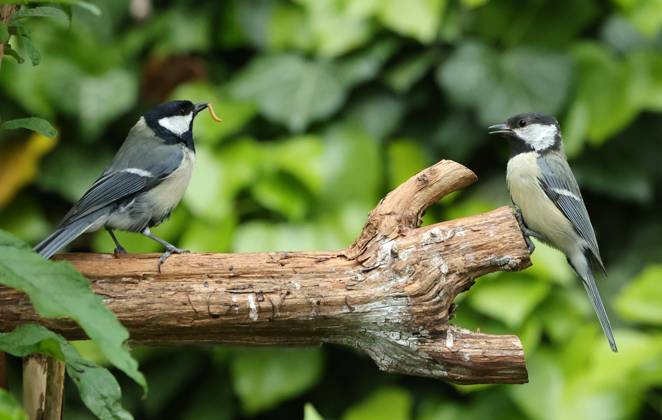 21 05 2025, wildlife in the garden Munich, in the picture great tits before the fight