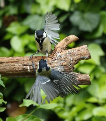 21 05 2025, wildlife in the garden Munich, in the picture great tits fighting