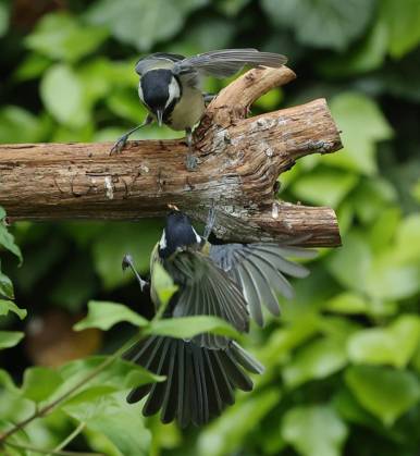 21 05 2025, wildlife in the garden Munich, in the picture great tits fighting