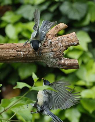 21 05 2025, wildlife in the garden Munich, in the picture great tits fighting